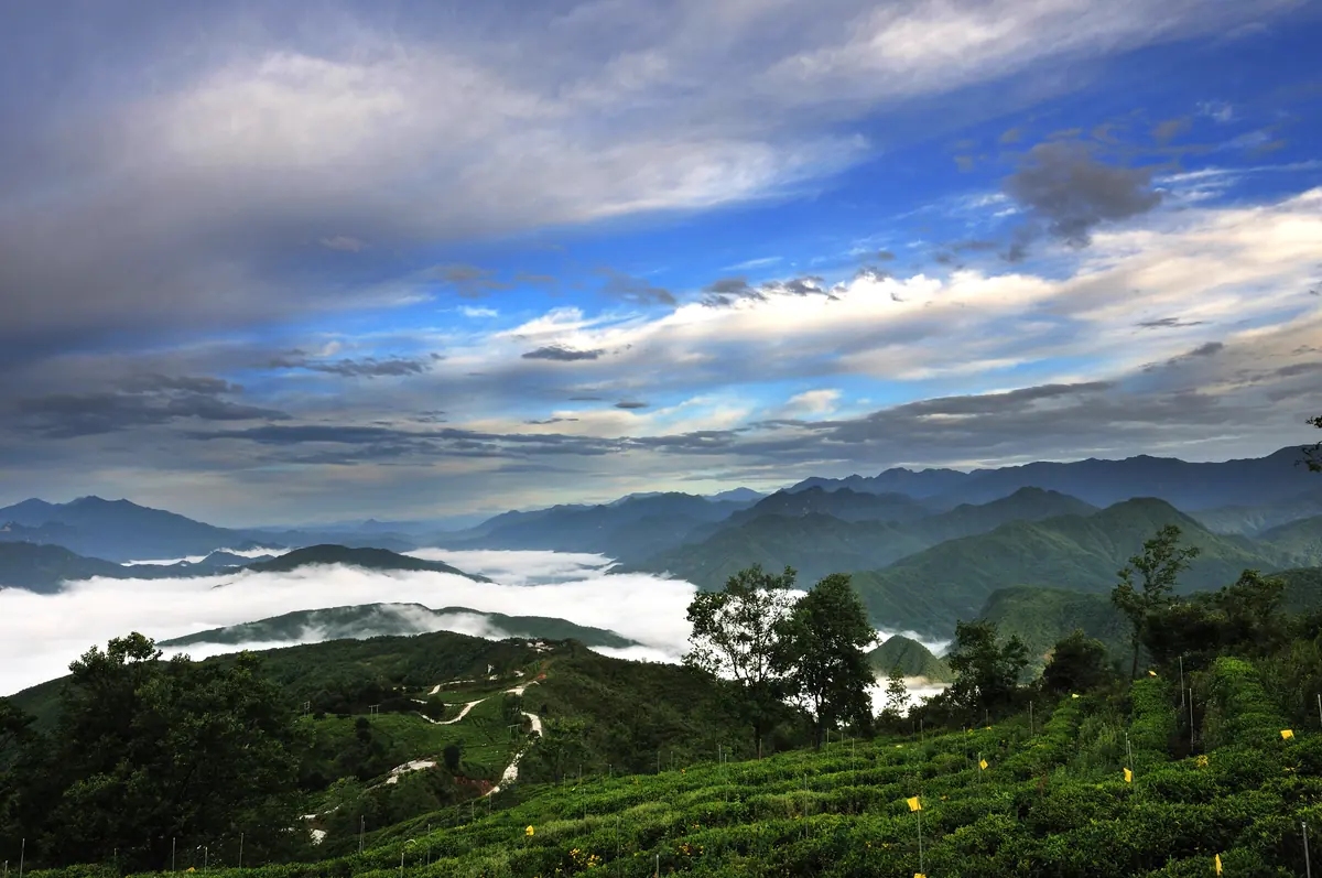 Guangyuan Bailong Tea Co., Ltd